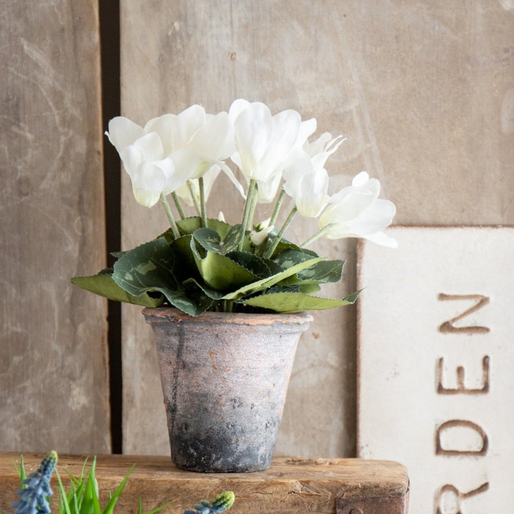 White Cyclamen