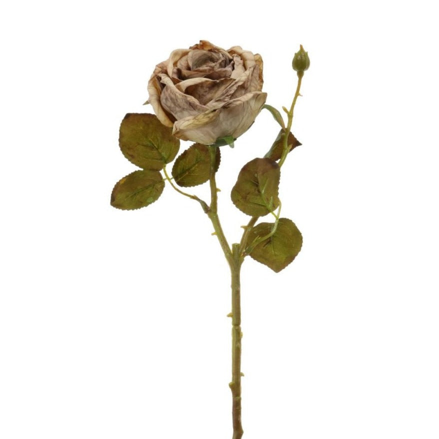 Dried Touch Valera Rose - Cappuccino