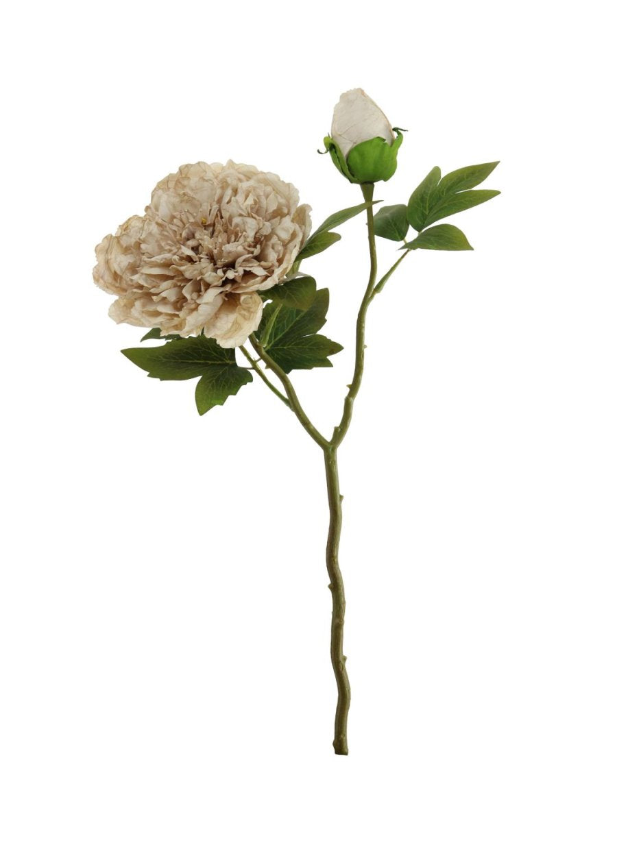 Dried Touch Open Peony with Bud - 4 colours