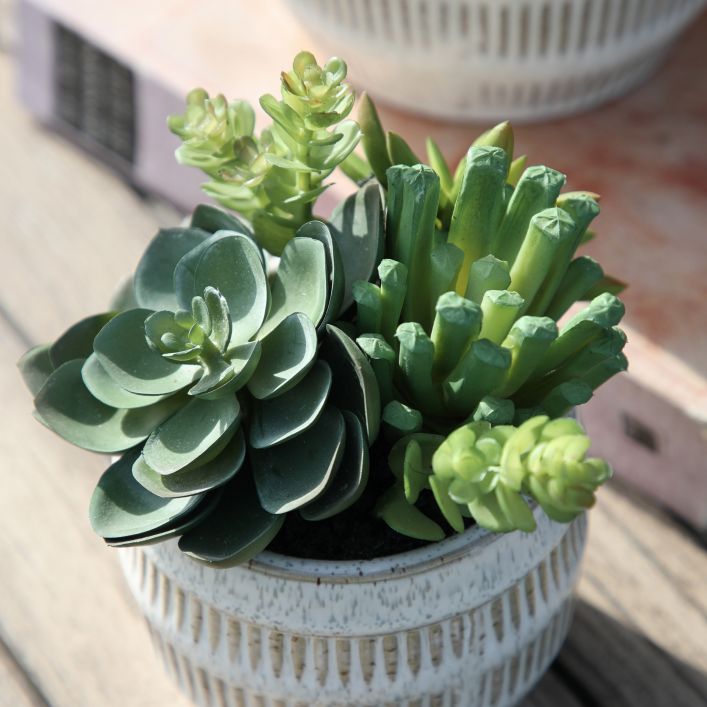Potted Succulent - 2 sizes