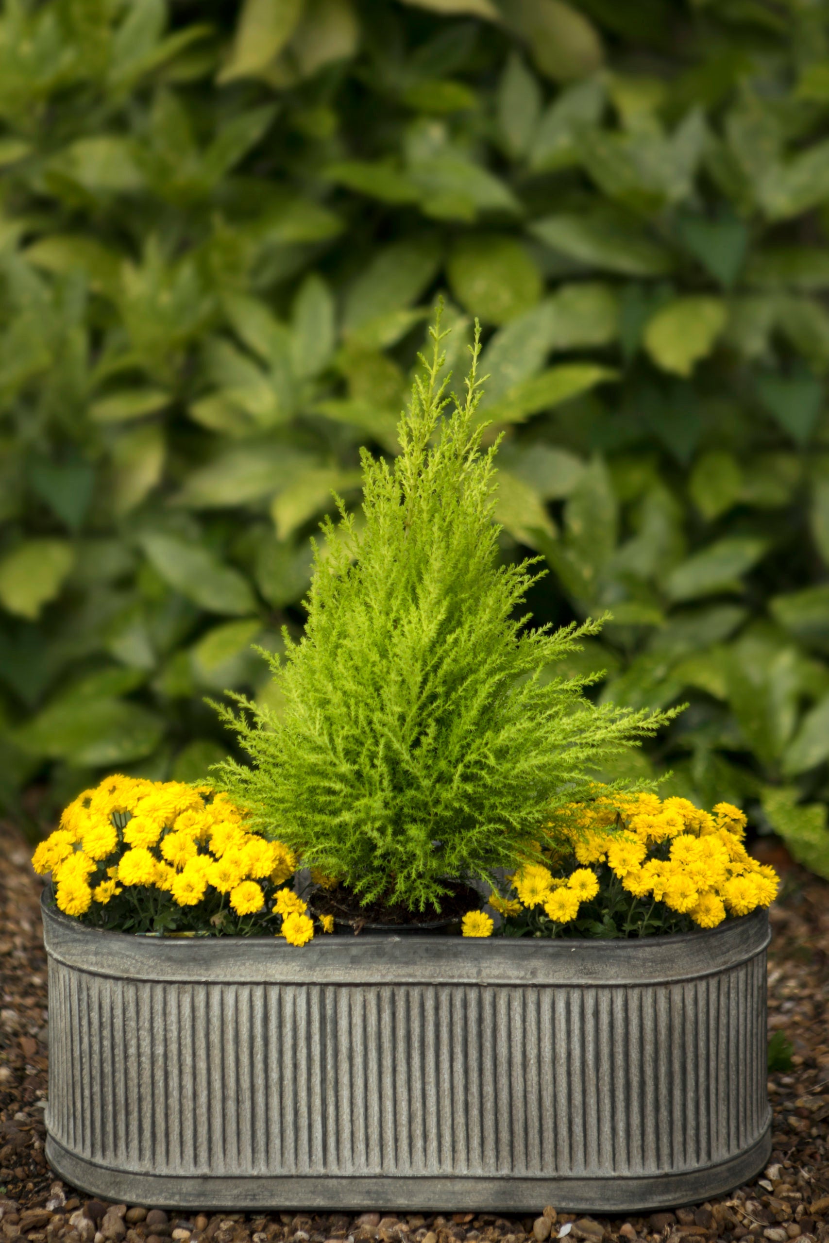 Oval ribbed planters - 3 sizes