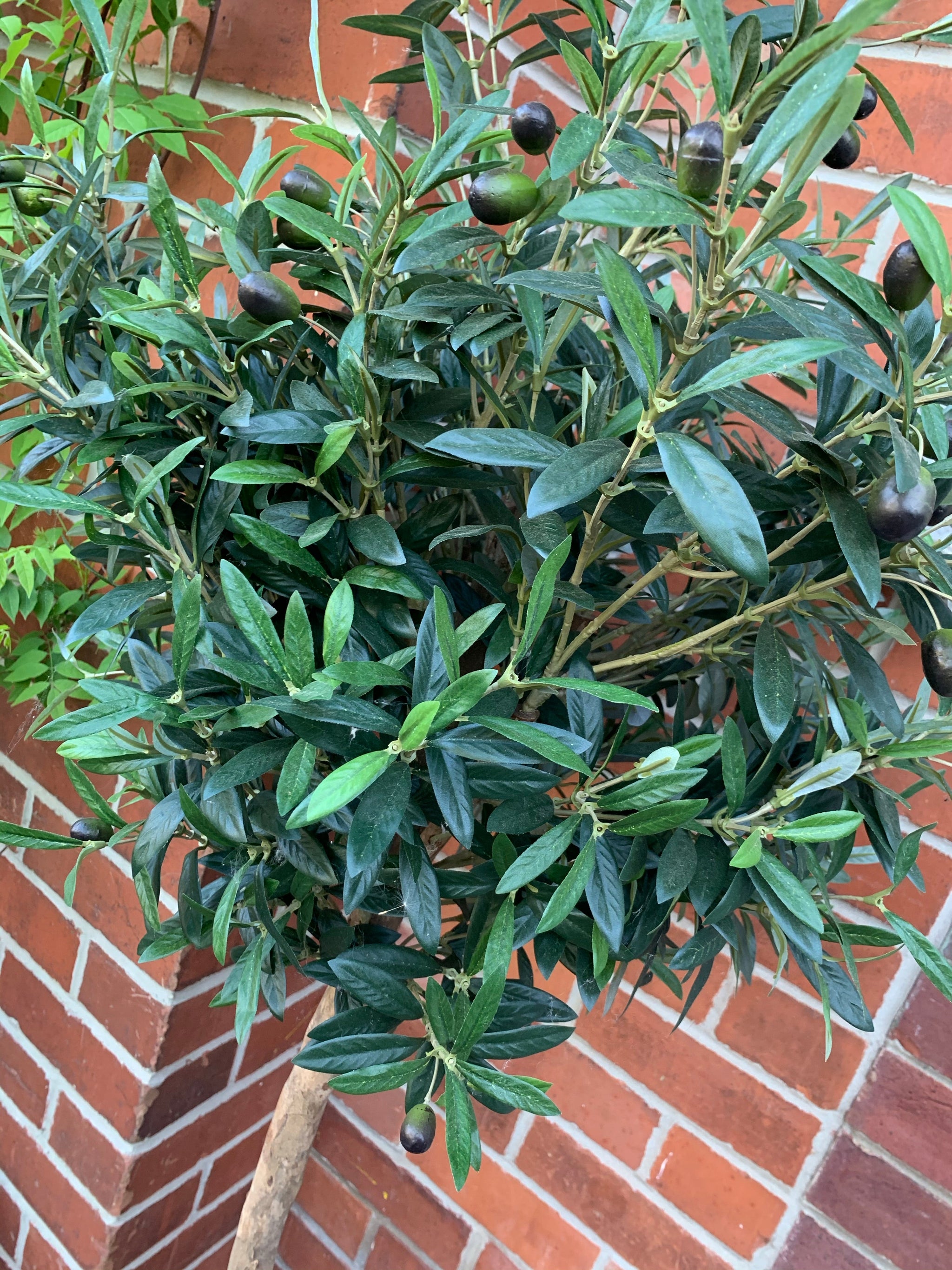 4ft Olive Tree